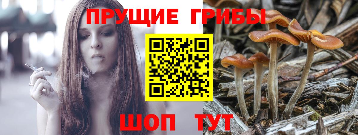 Псилоцибиновые грибы Cubensis Удомля